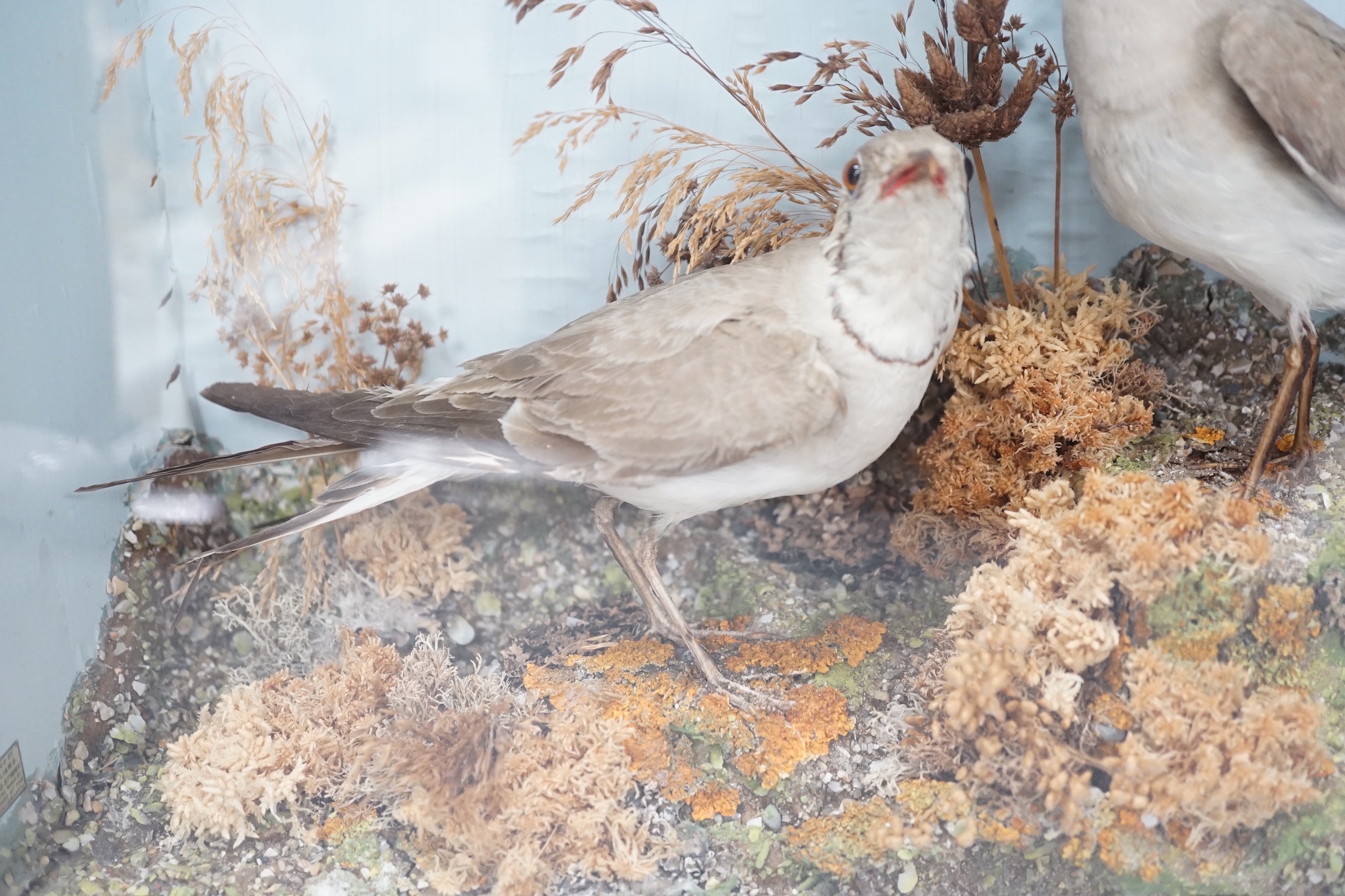 A pair of taxidermy standing Collared Pratincoles in glazed wooden case by T.M. Williams of Oxford St. - 33.5 x 43.5cm
